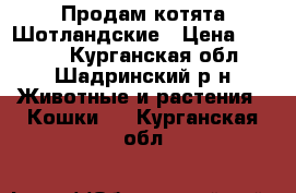 Продам котята Шотландские › Цена ­ 3 000 - Курганская обл., Шадринский р-н Животные и растения » Кошки   . Курганская обл.
